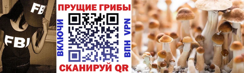 Галлюциногенные грибы Magic Shrooms  omg   Абакан  наркотики 